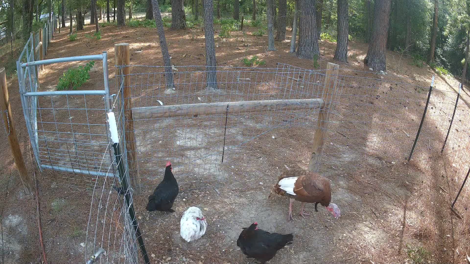 Turkey and chickens at fence
