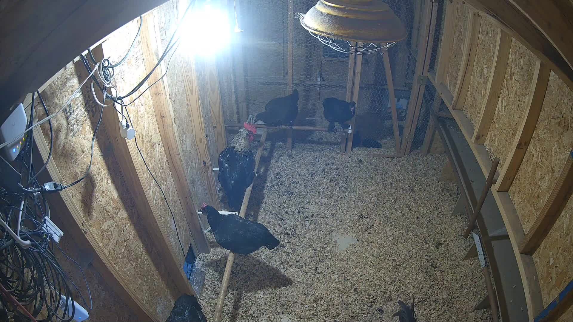Kyle and hens in the coop