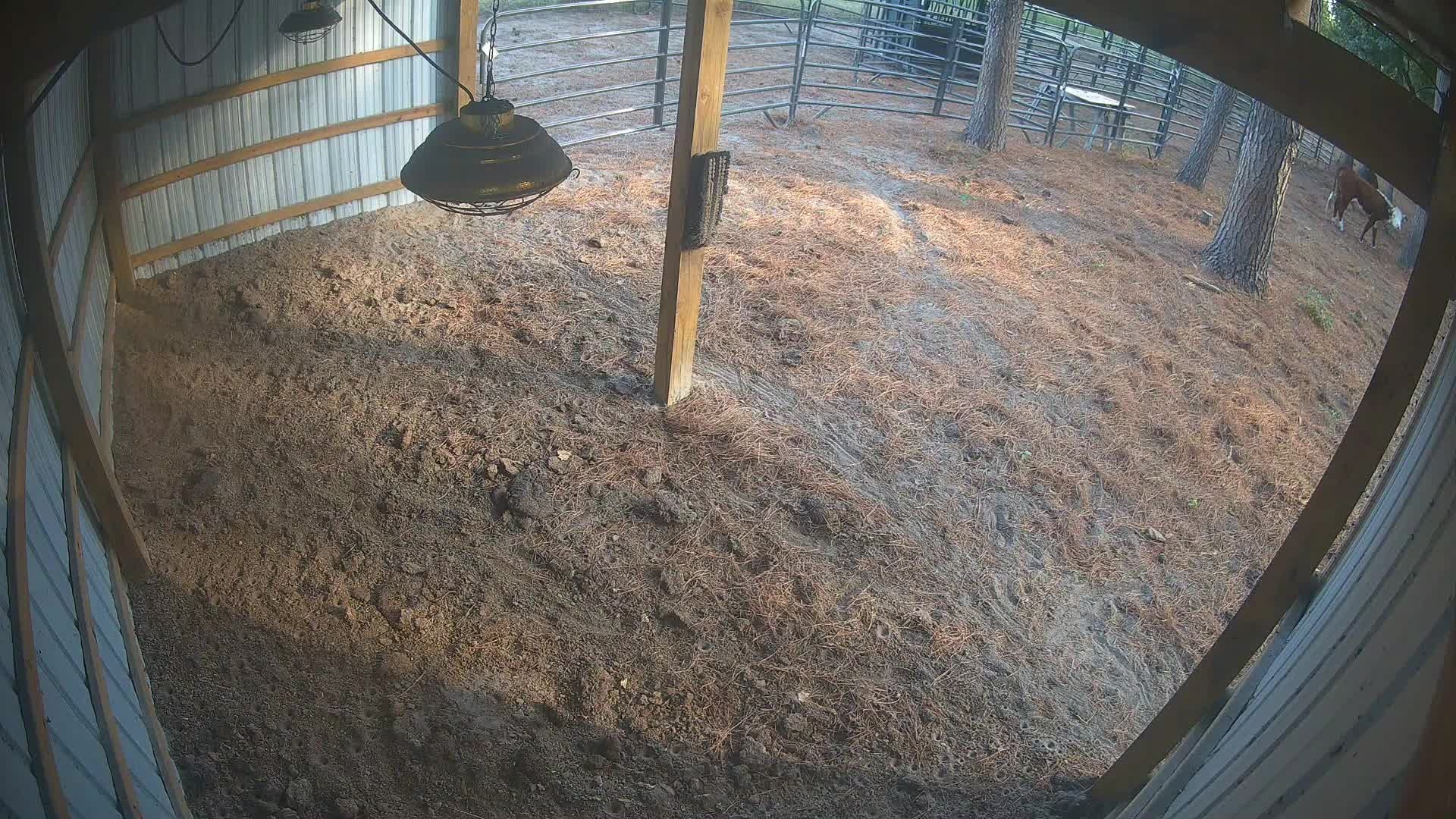 Lone cow at the barn edge