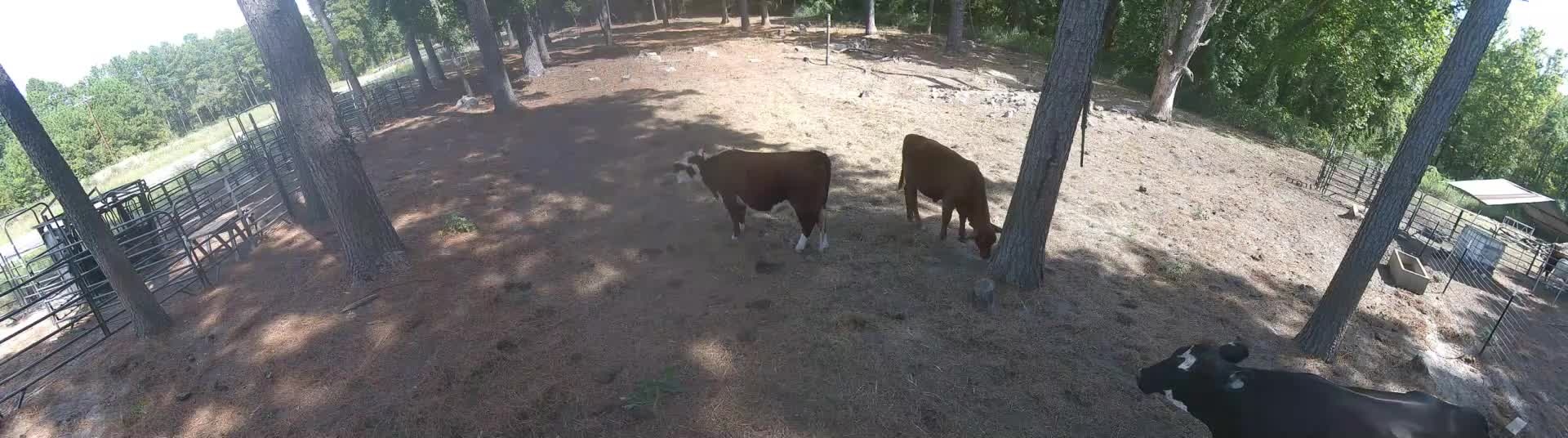 Sugar's bunch on Pasture 1
