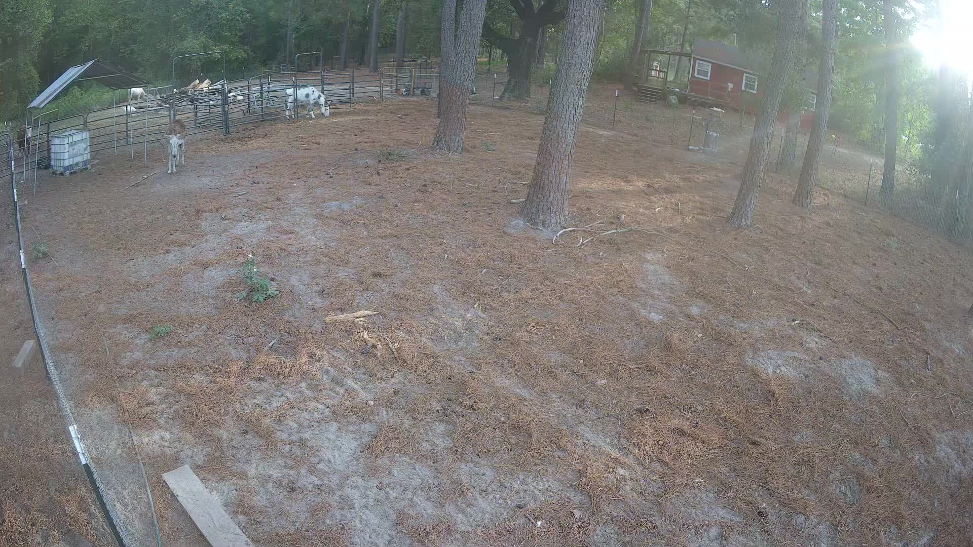 Goat out front of the pens