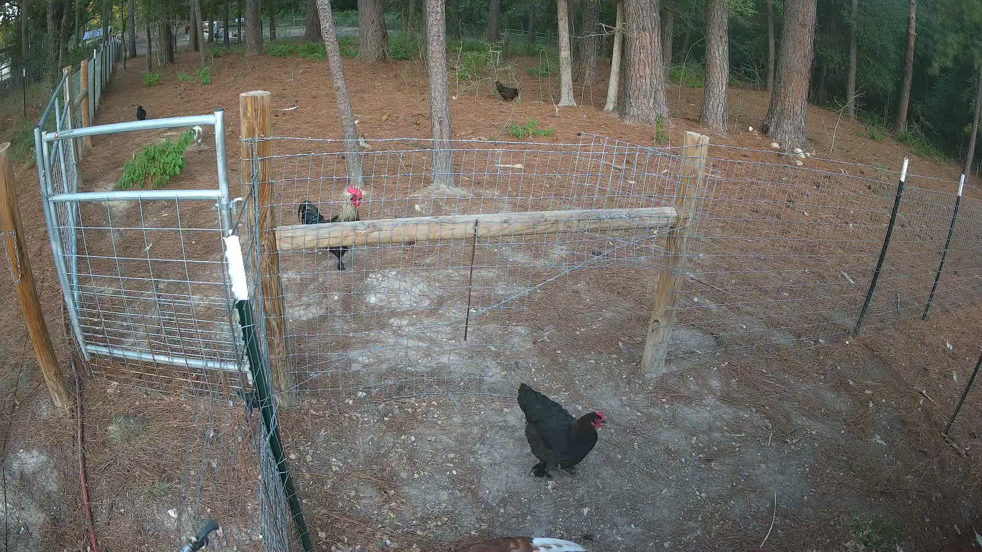 Chickens along the wire fence