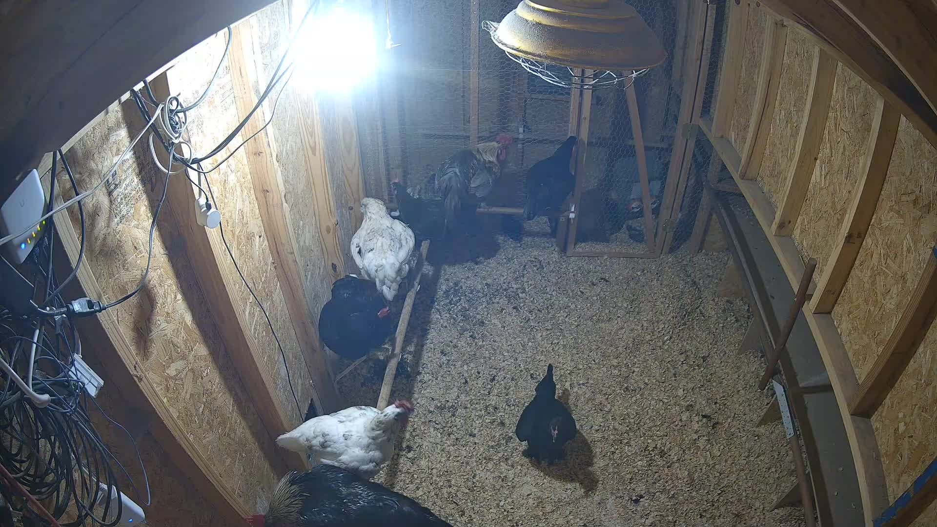 Busy chickens in the coop