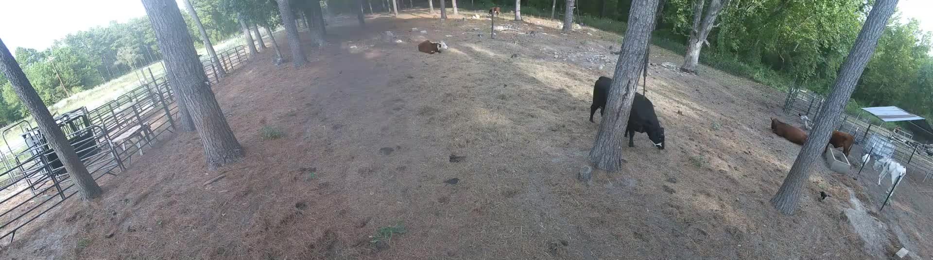 Cows standing and lying in pasture