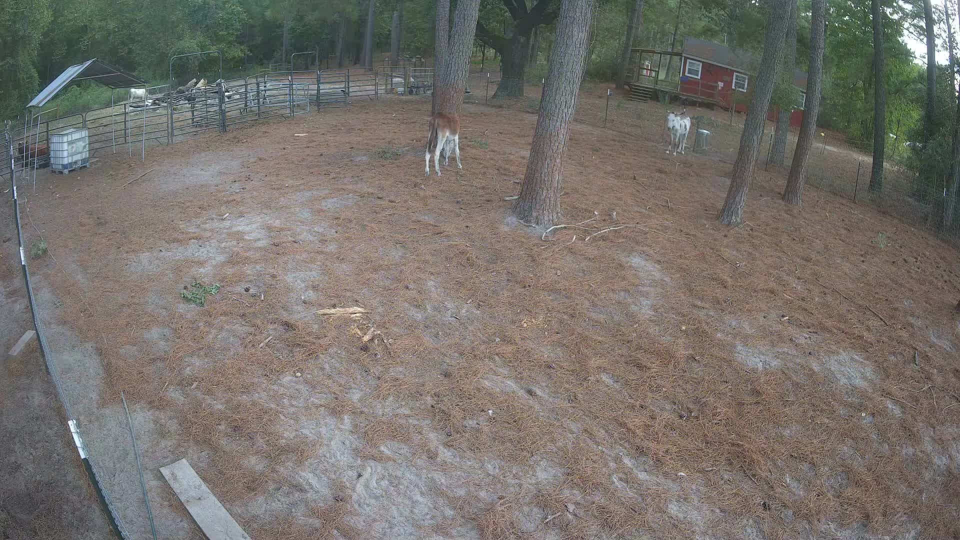 Donkey out in the pasture