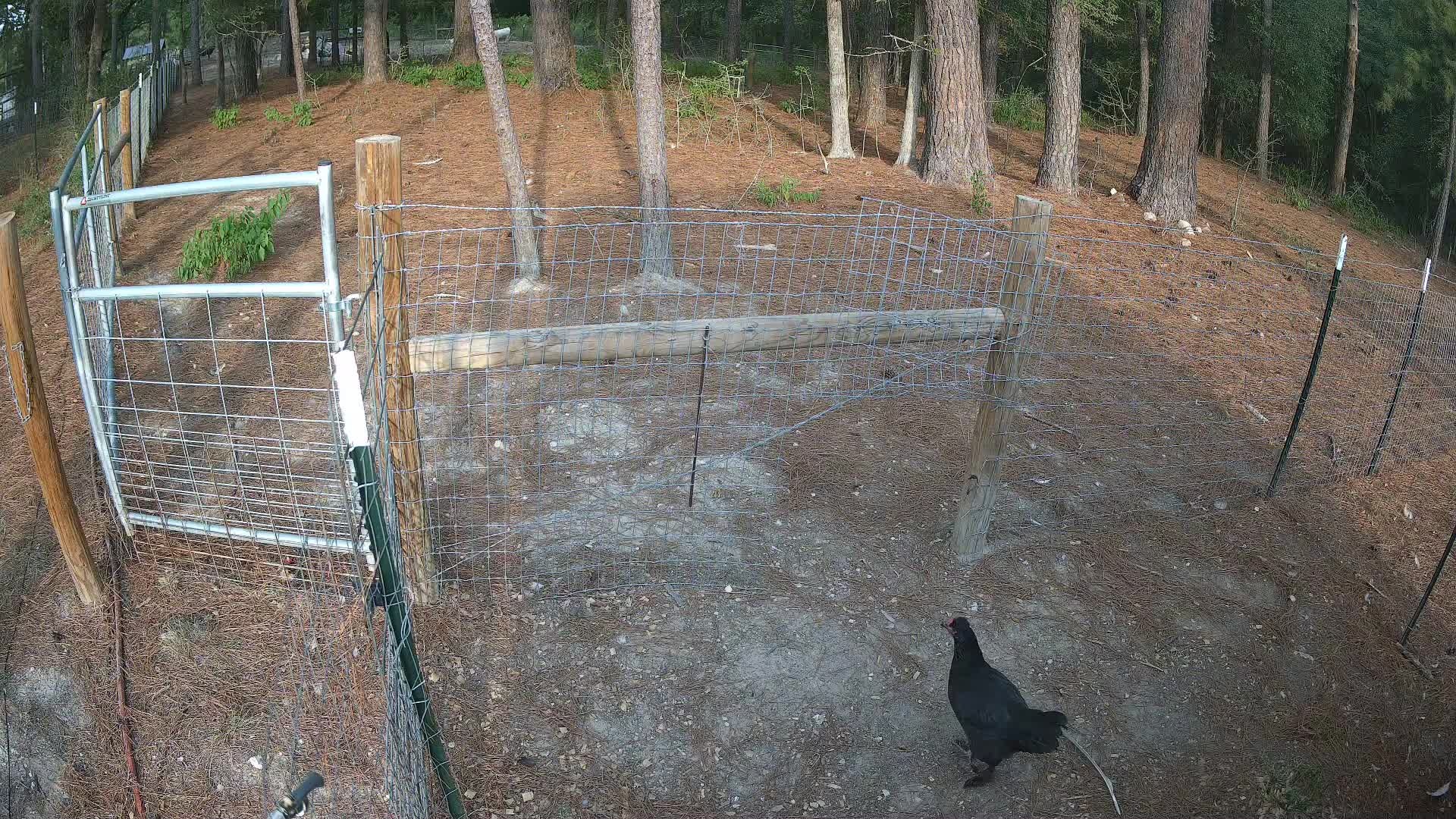 Chicken walking in fenced run
