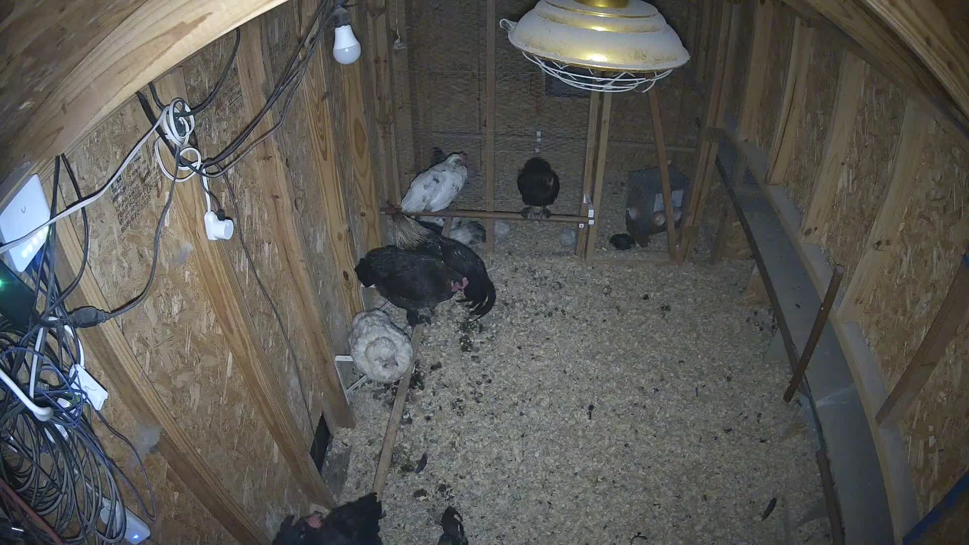 Hens pecking in the coop