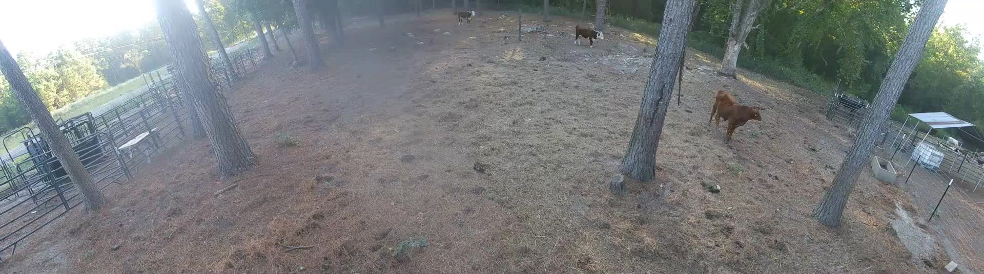 Cows grazing Pasture 1