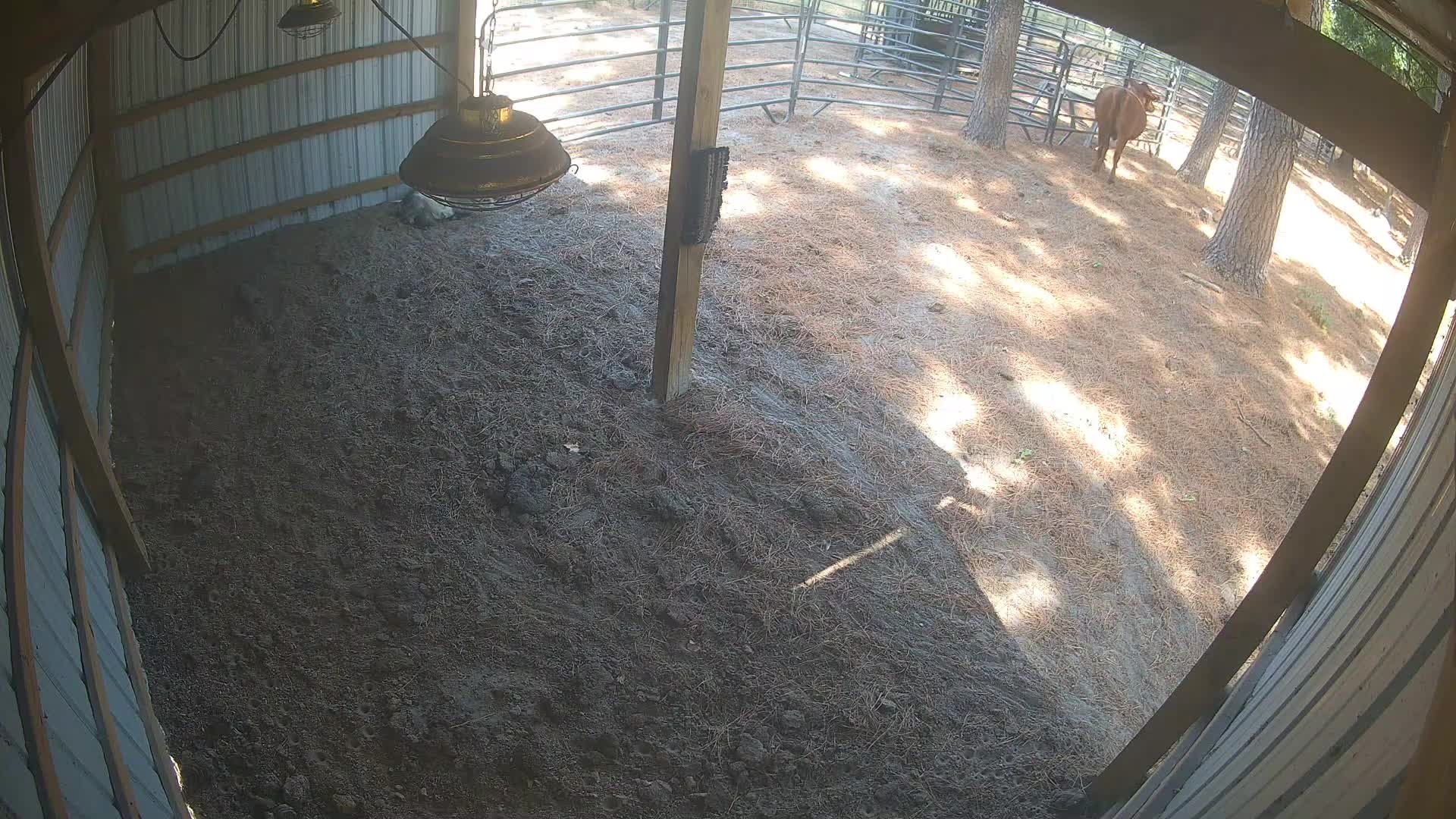 Cow standing by the barn