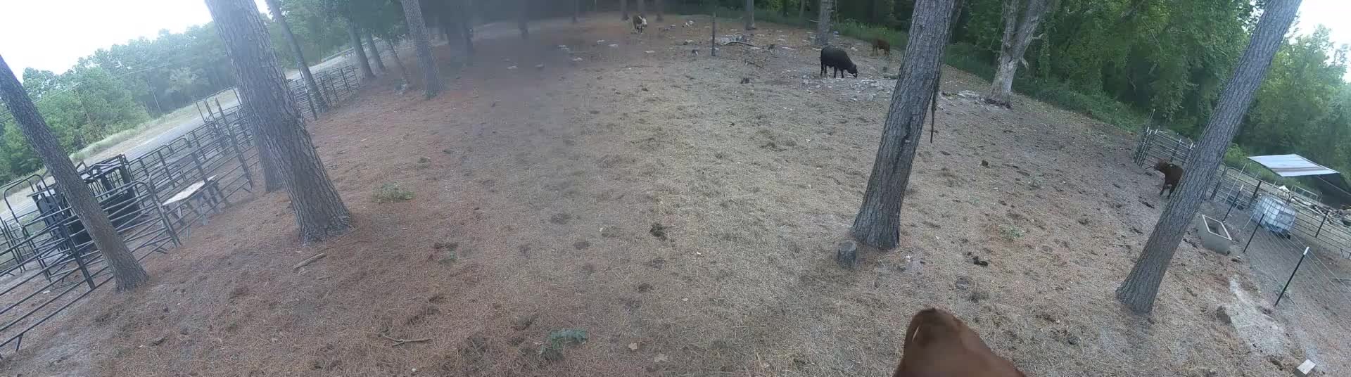 Cows in the open field