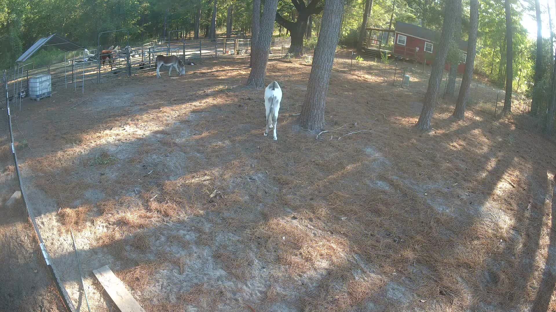 Two donkeys in the pasture