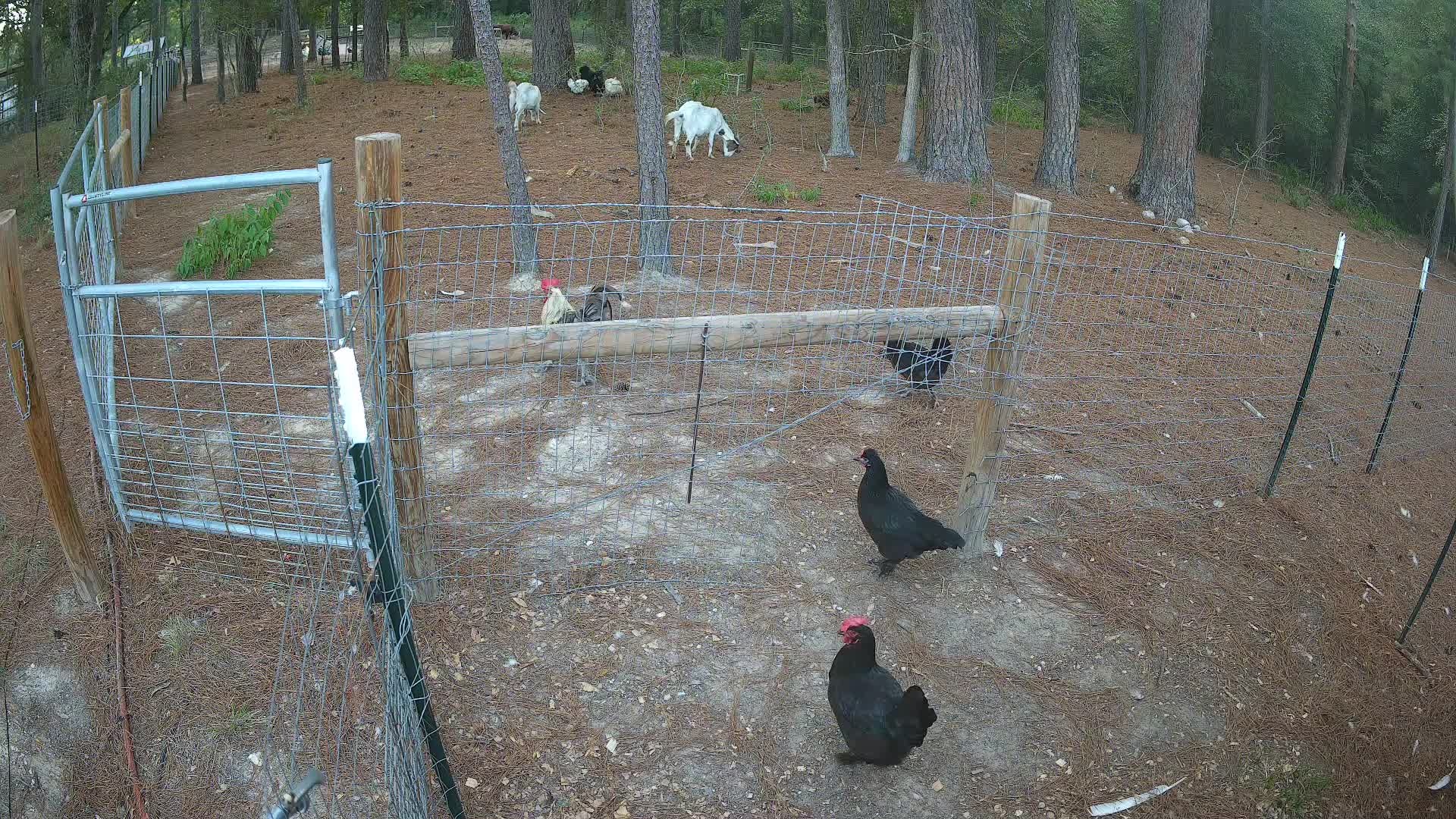 Goats and chickens outdoors