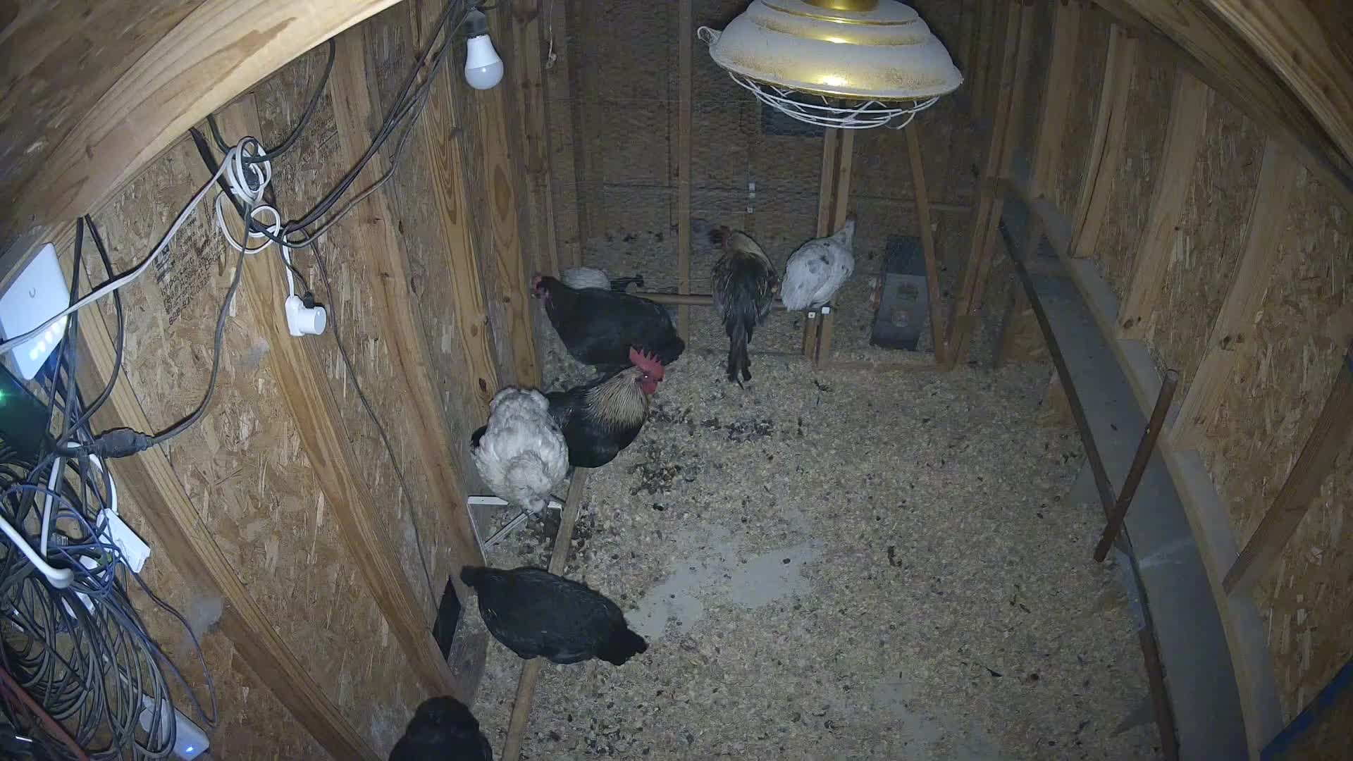 Chickens scattered on coop floor