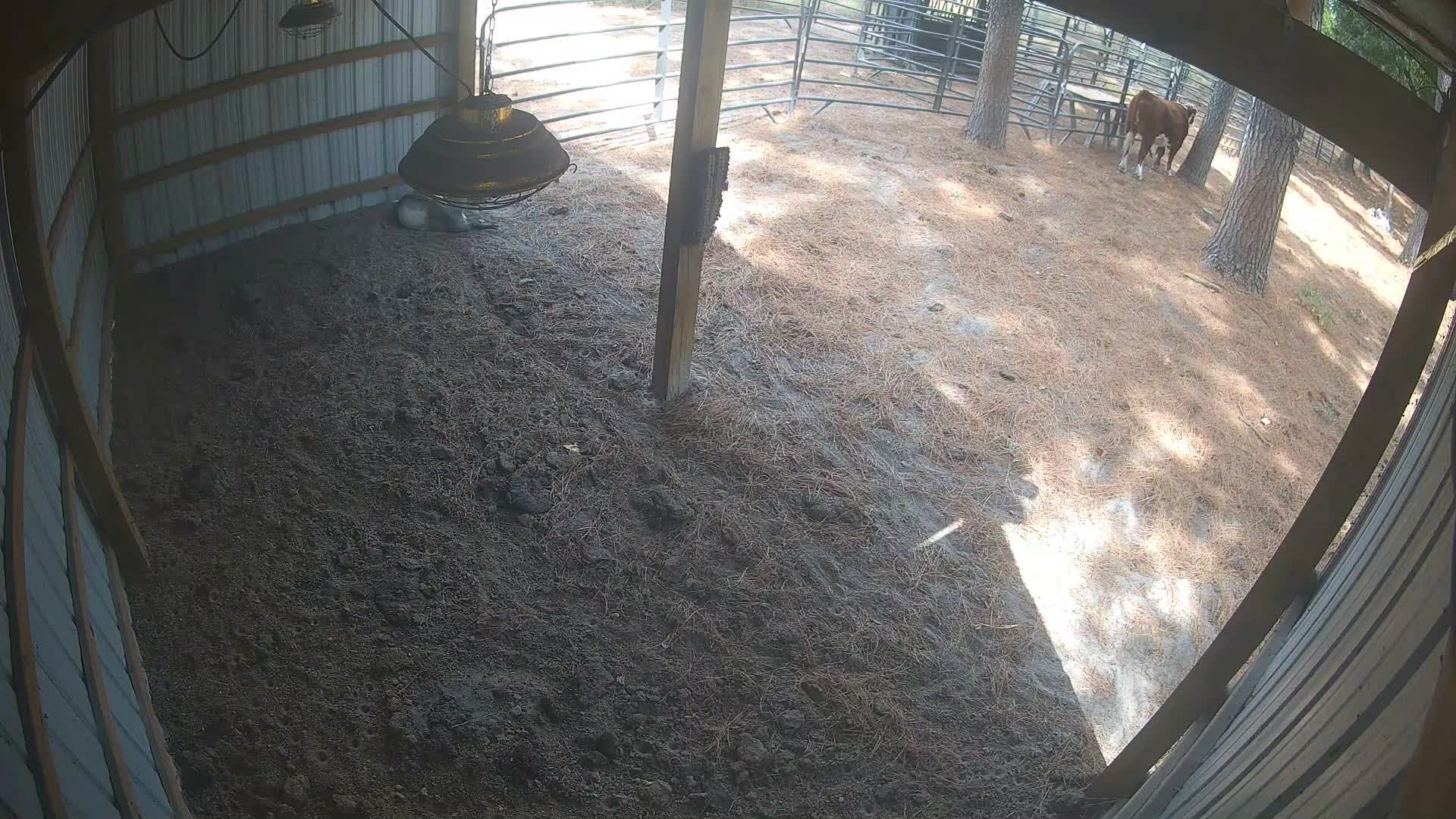 Cow standing donkey lying in barn