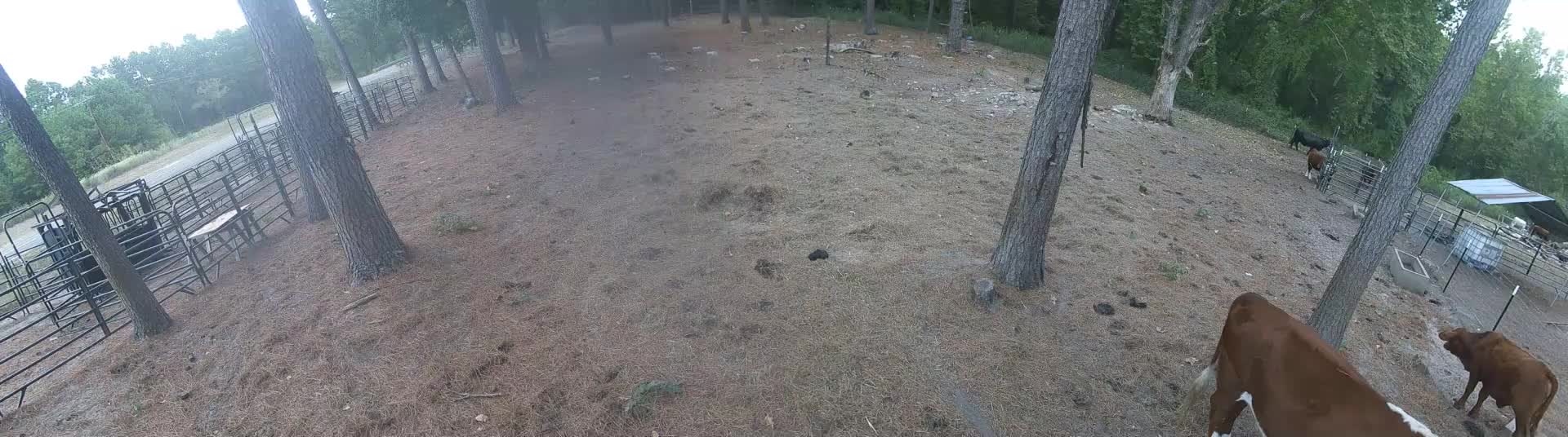Four cattle standing near trees