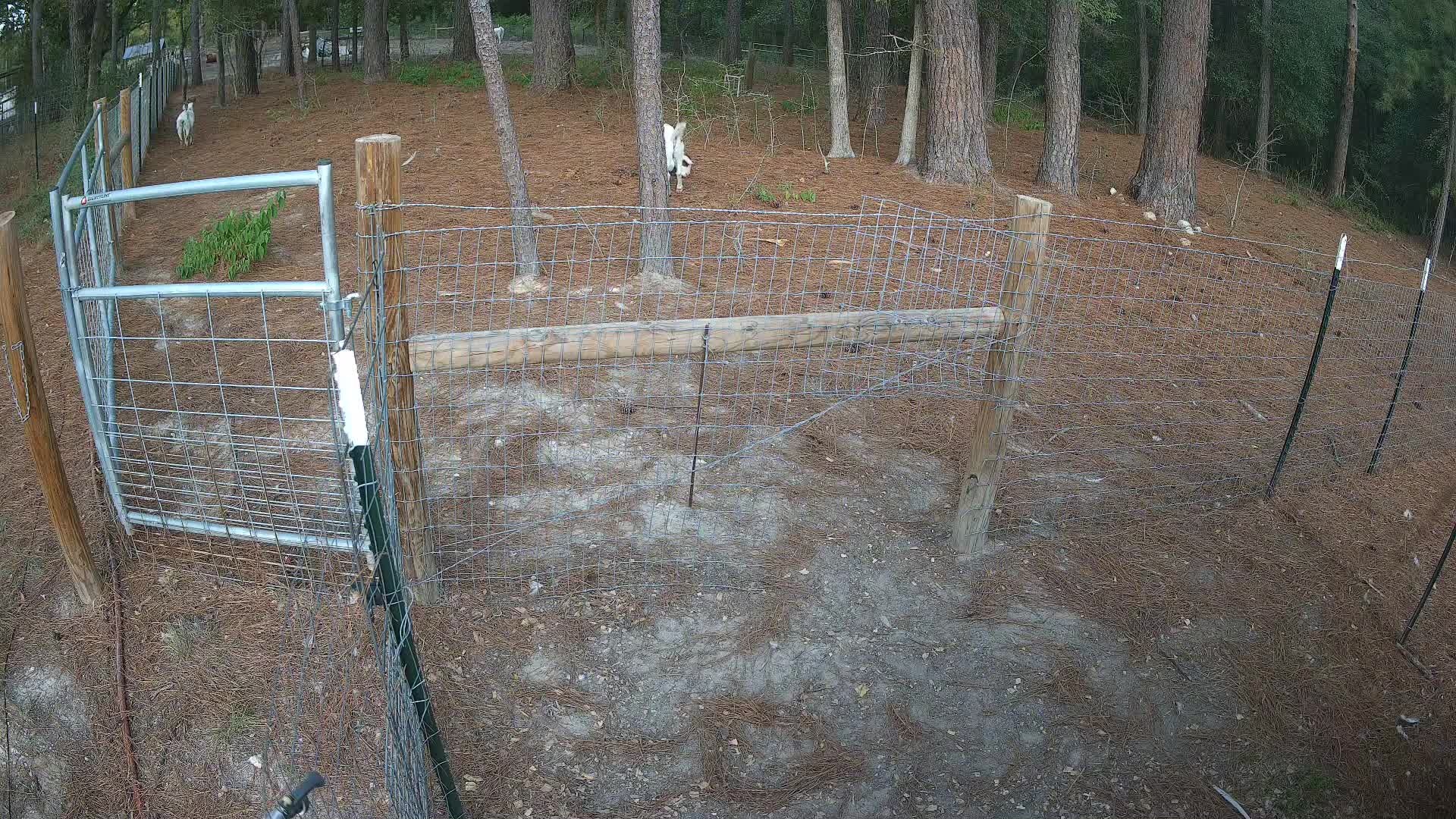 Two white goats behind fence