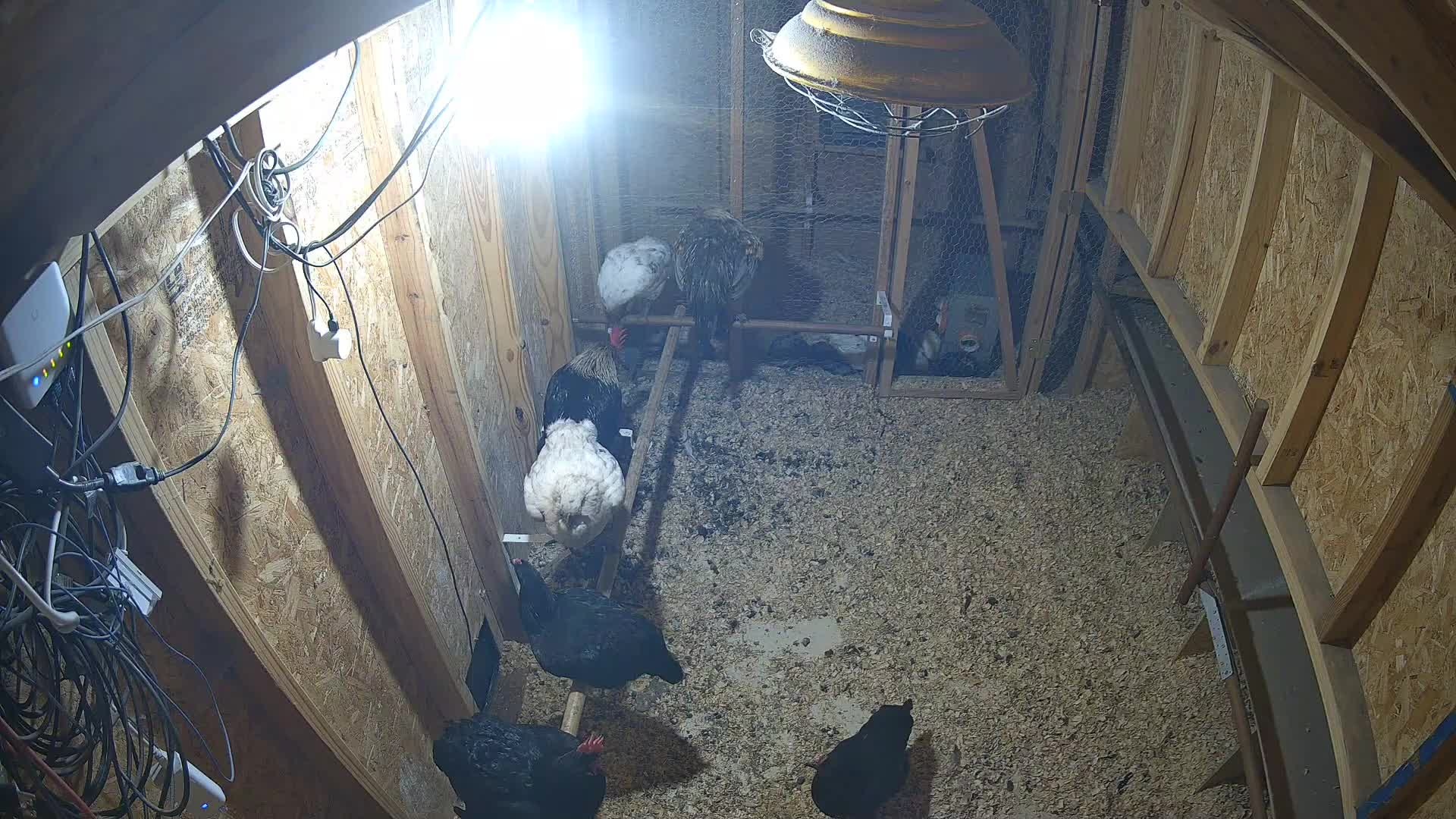 Chickens on roost and ground