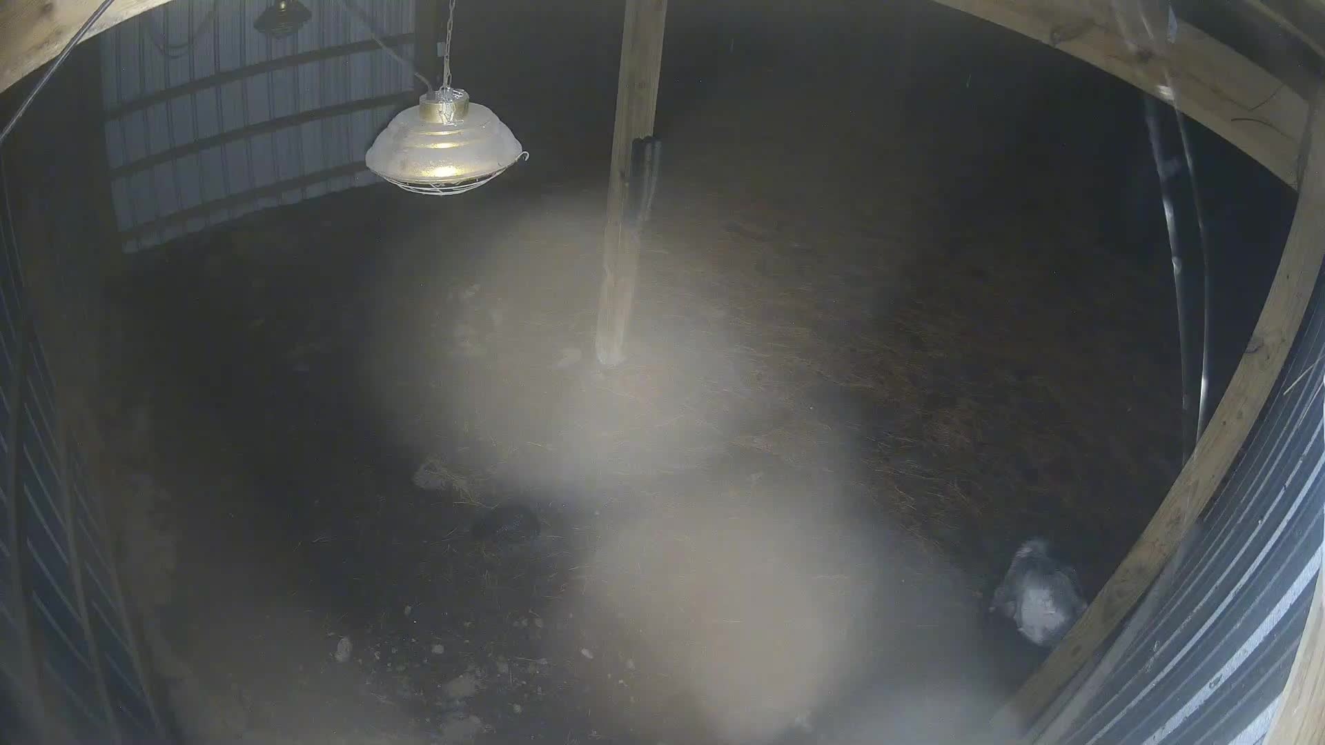 One goat in the dusty barn