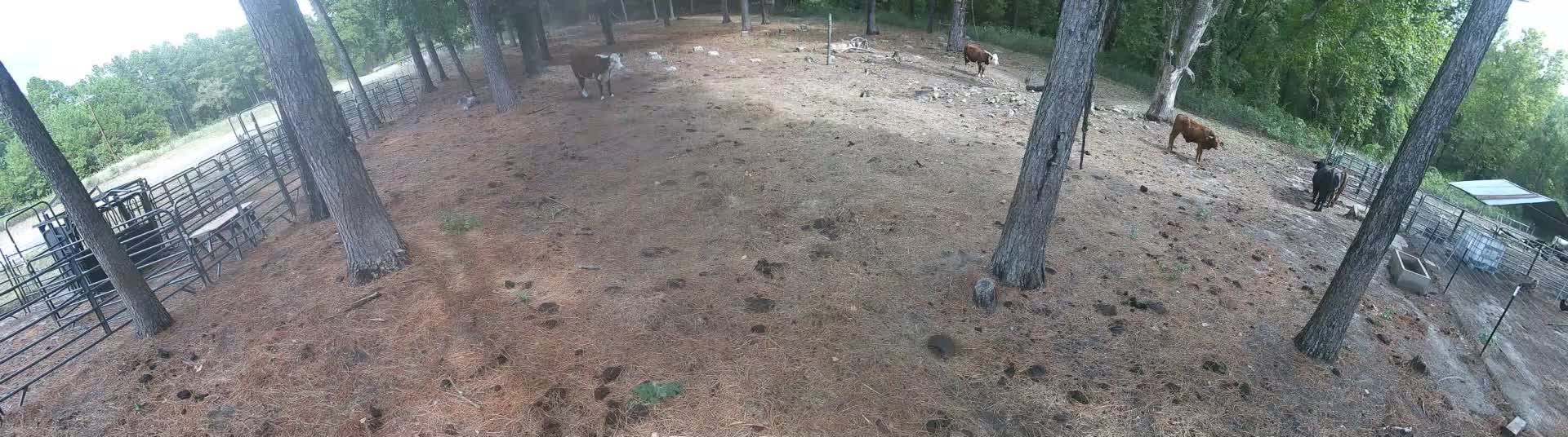 Four cows in the pine pasture