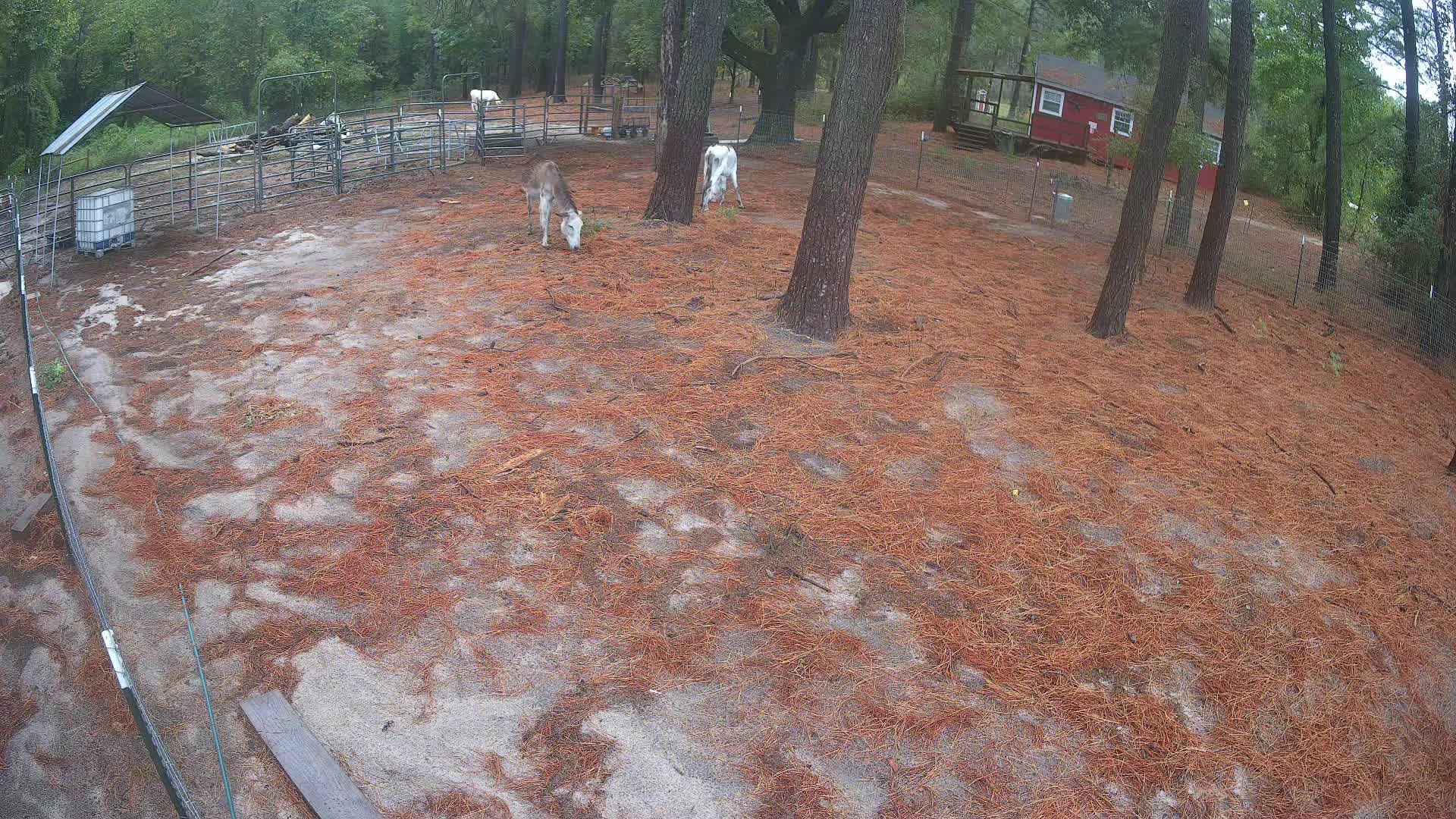 Donkey and goats in the pasture