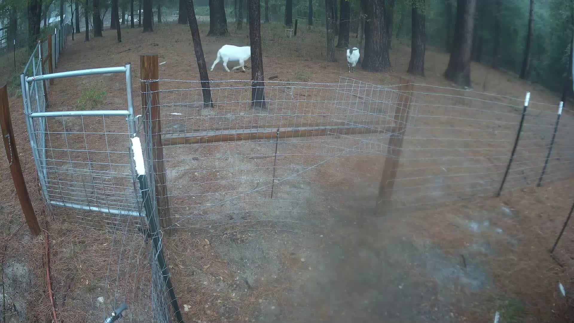 Two goats in the fenced pasture