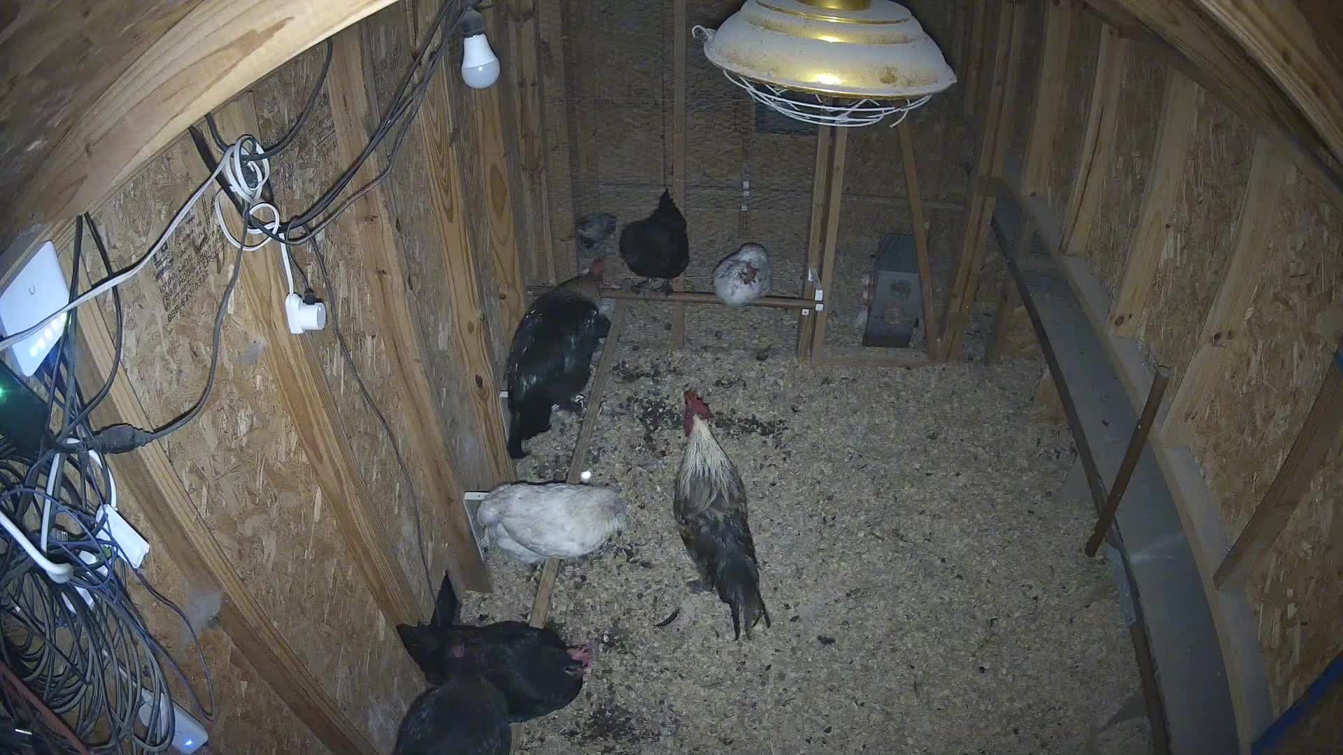Chickens standing in the coop