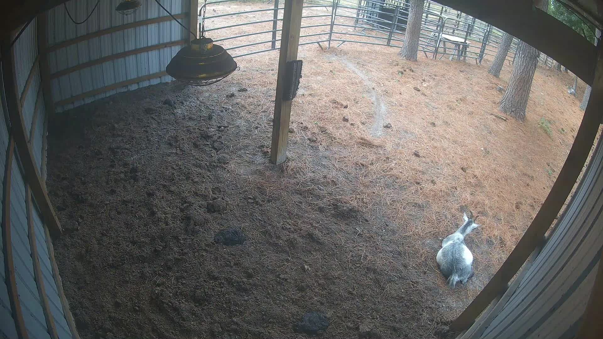 Goat sitting under the barn lamp