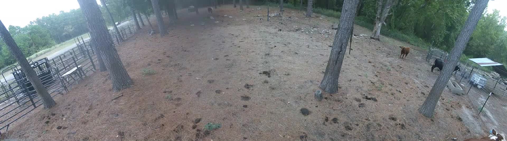 Cows spread among the pine trees
