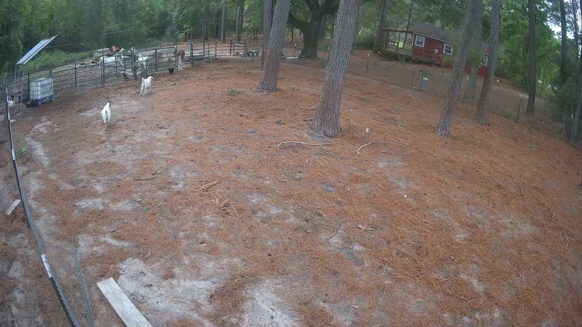 Goats out in the open pasture