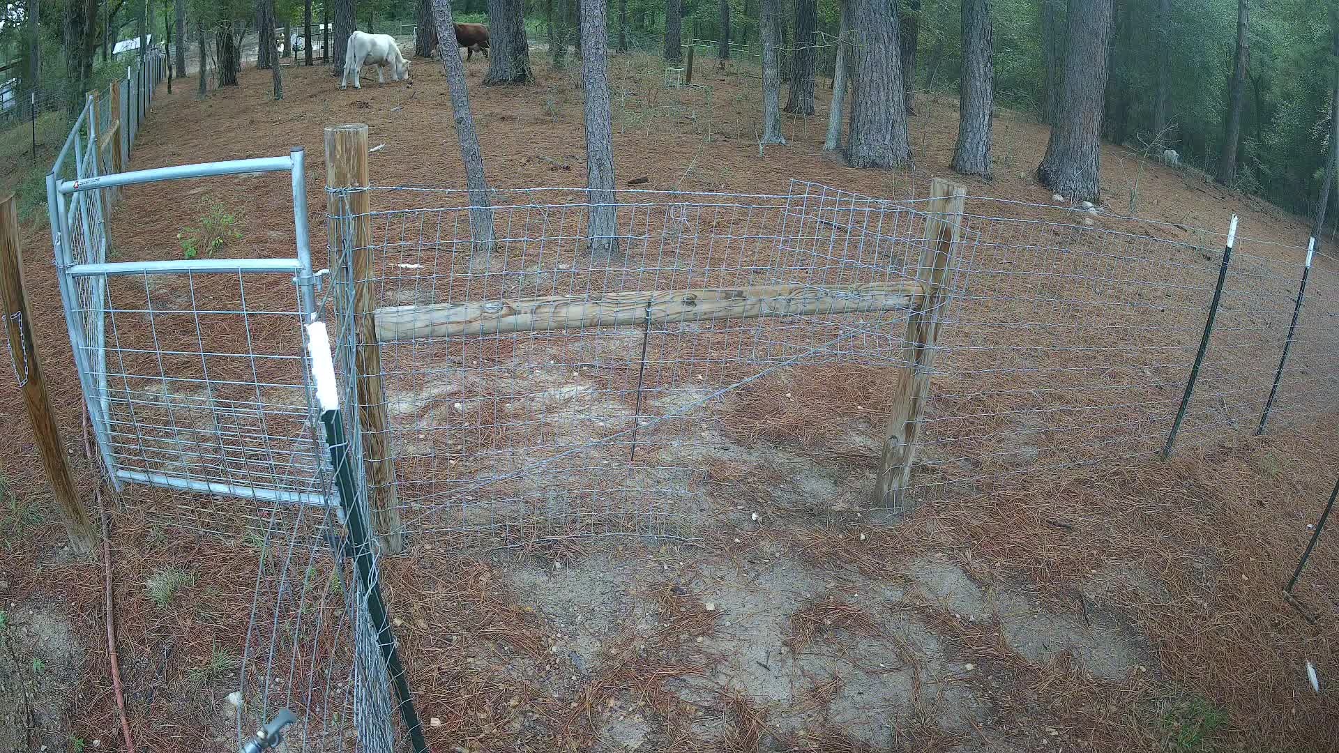Two cows behind the wire fence