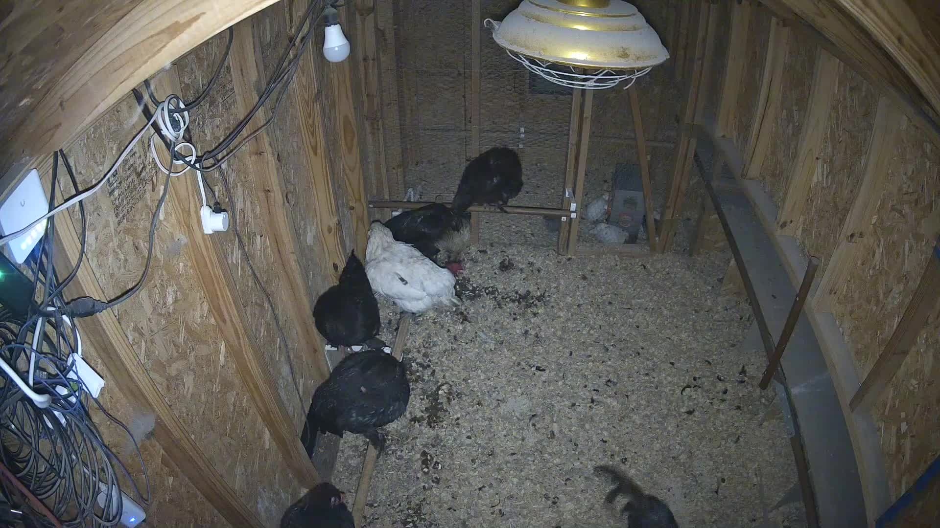 Chickens in the morning coop