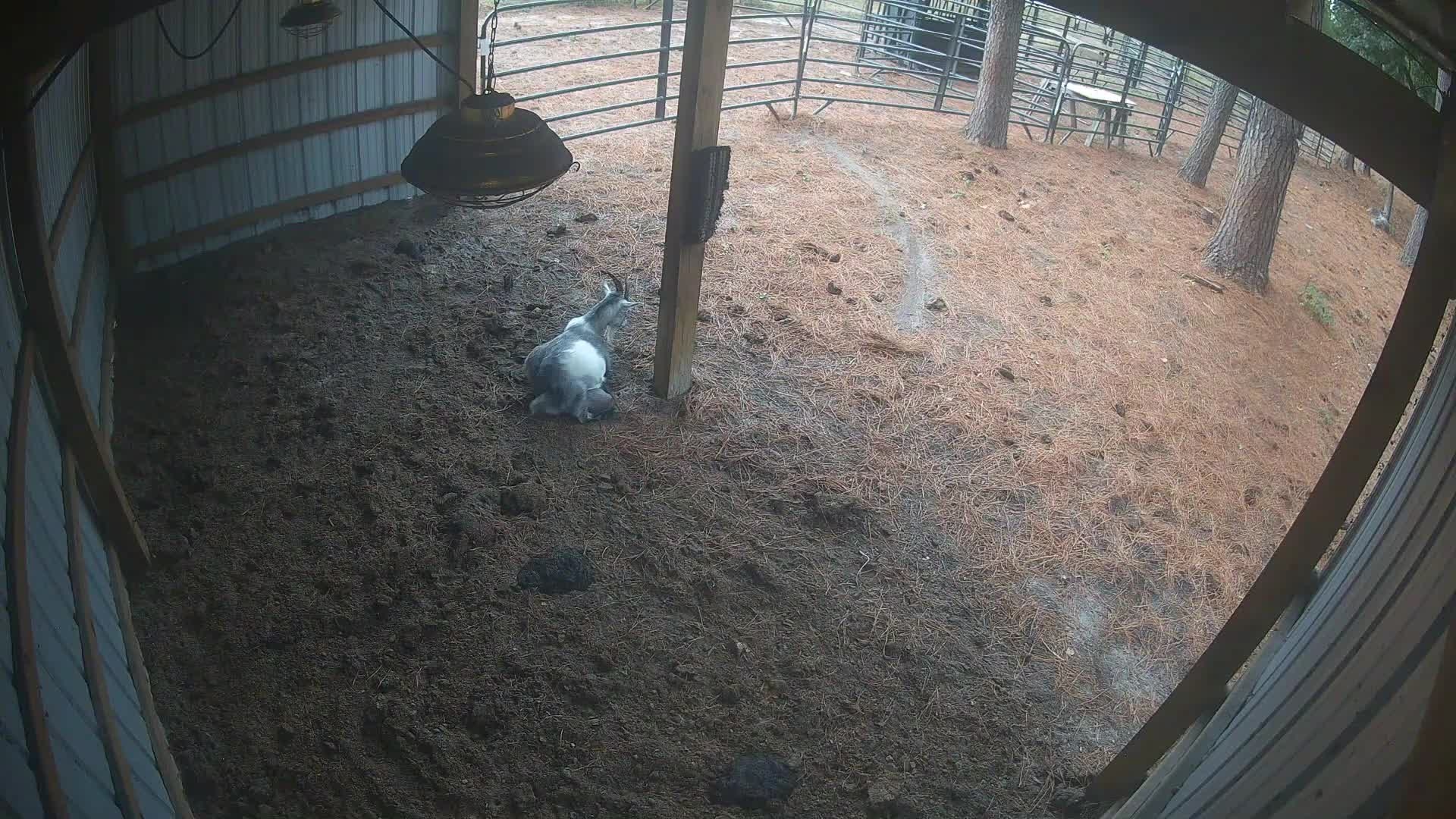 Goat resting under barn lamp