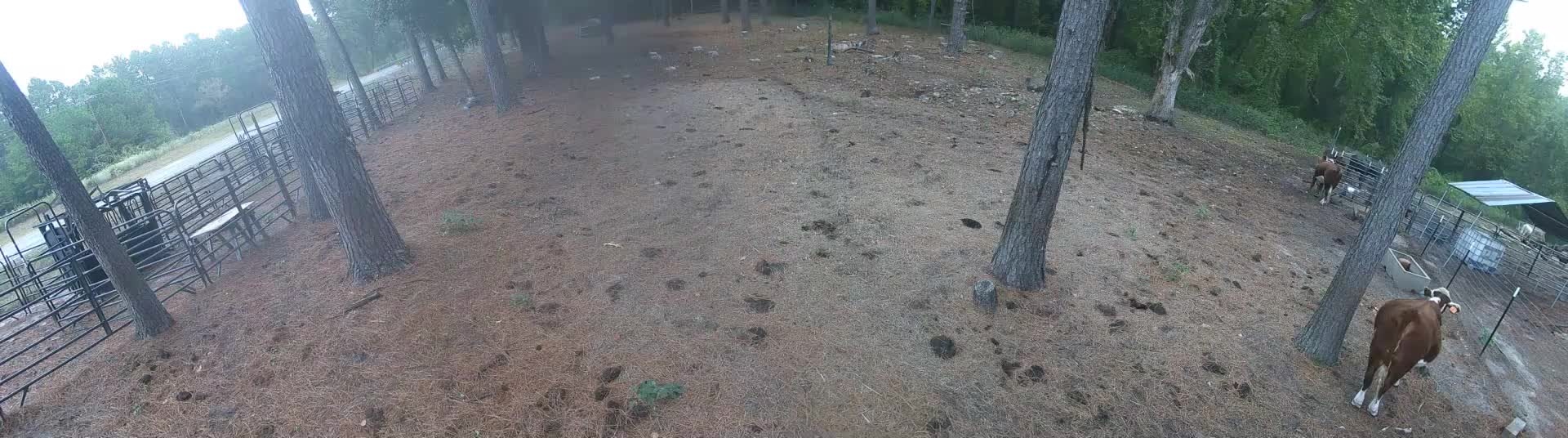 Cows walking through the pines