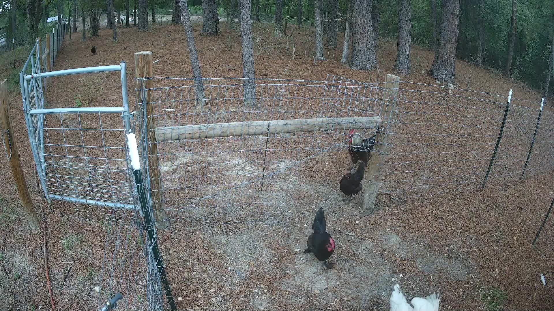 Chickens along the pasture fence