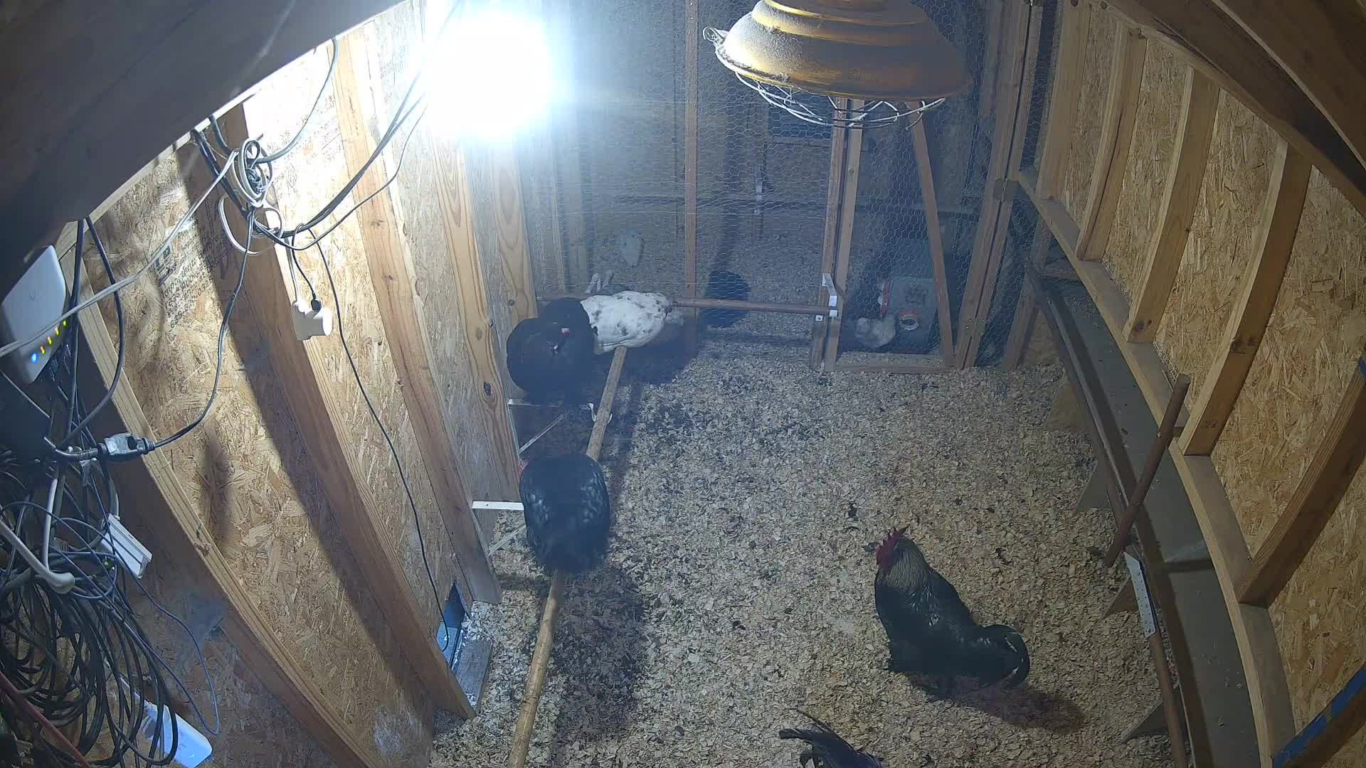 Hens rooster and heat lamp