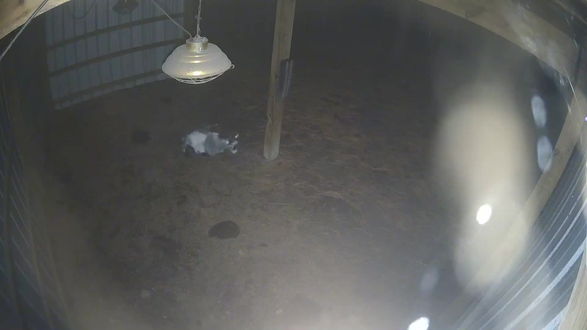 Goat under hanging barn light