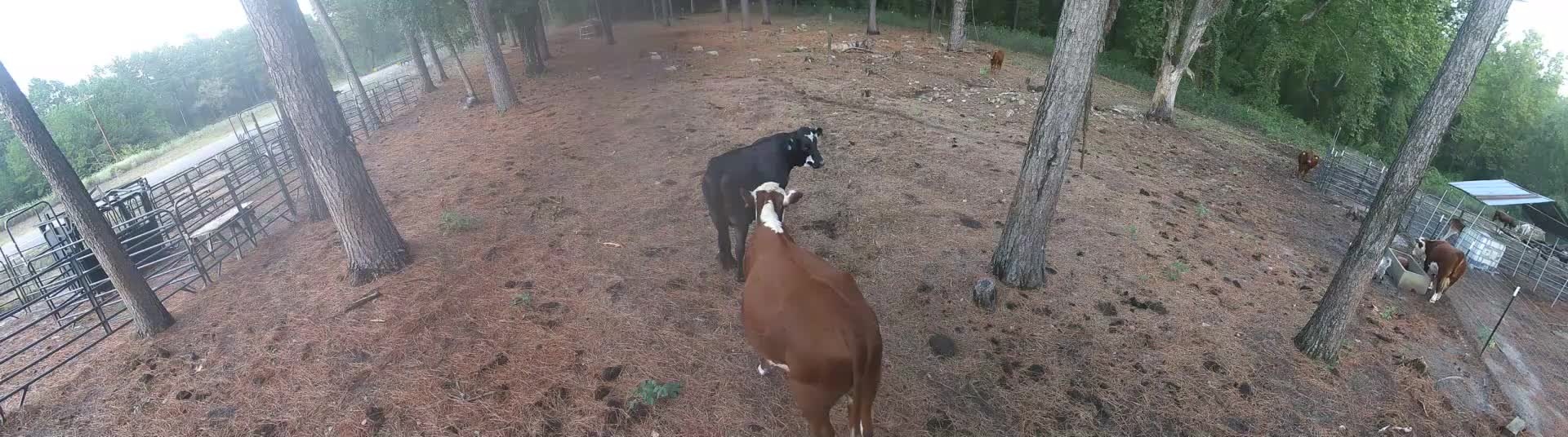Cattle in the evening pasture