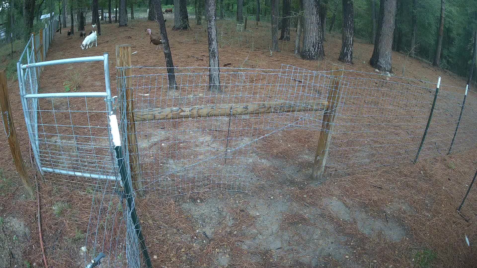 Goats and turkey behind wire fence