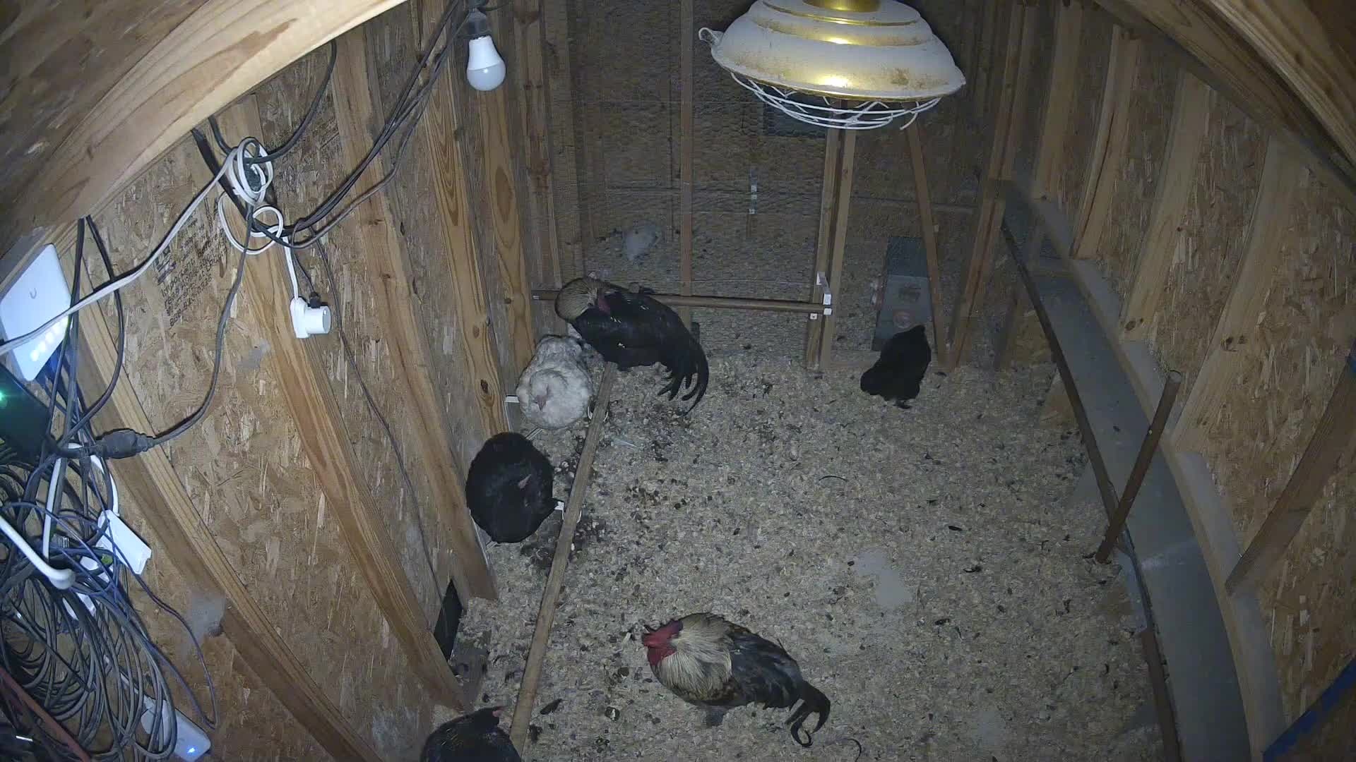 Chickens on shavings in coop