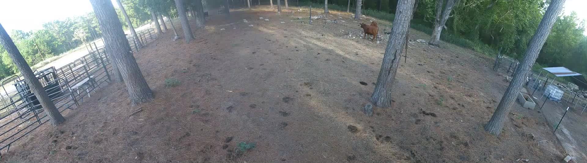 Brown cow stands in Pasture 1