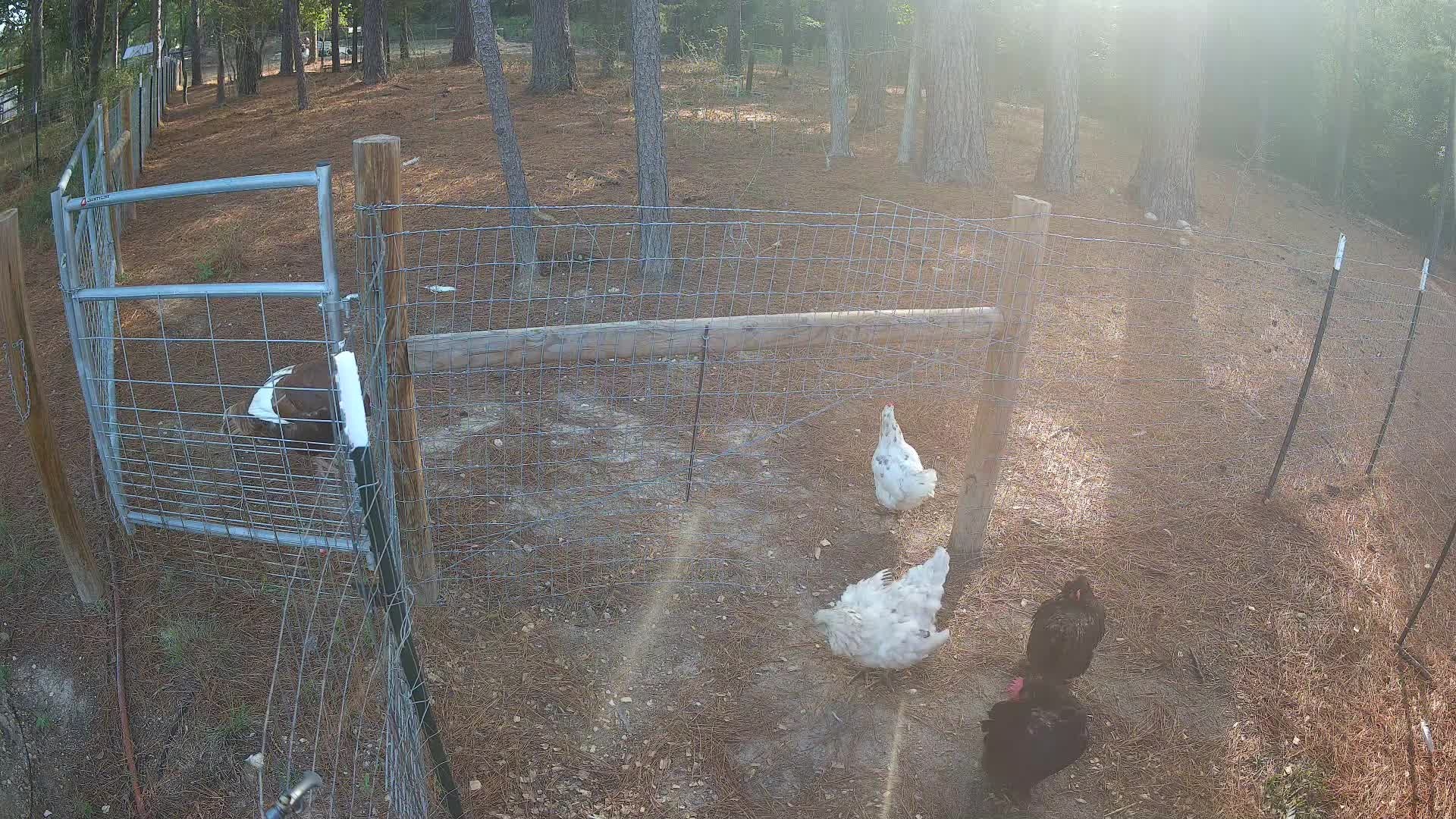 Hens standing in outdoor pen