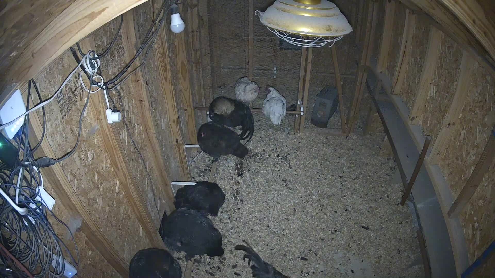 Several chickens in the coop