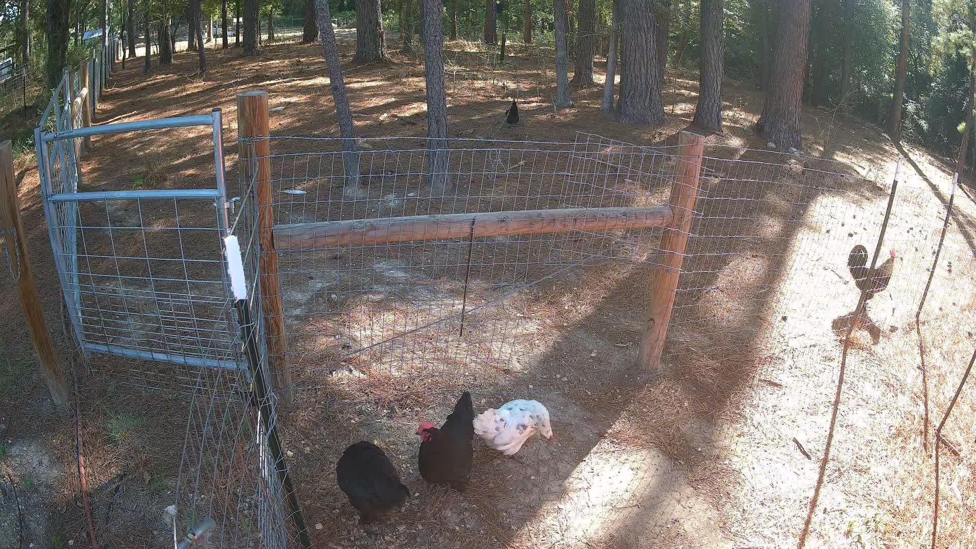 Chickens standing at pasture gate