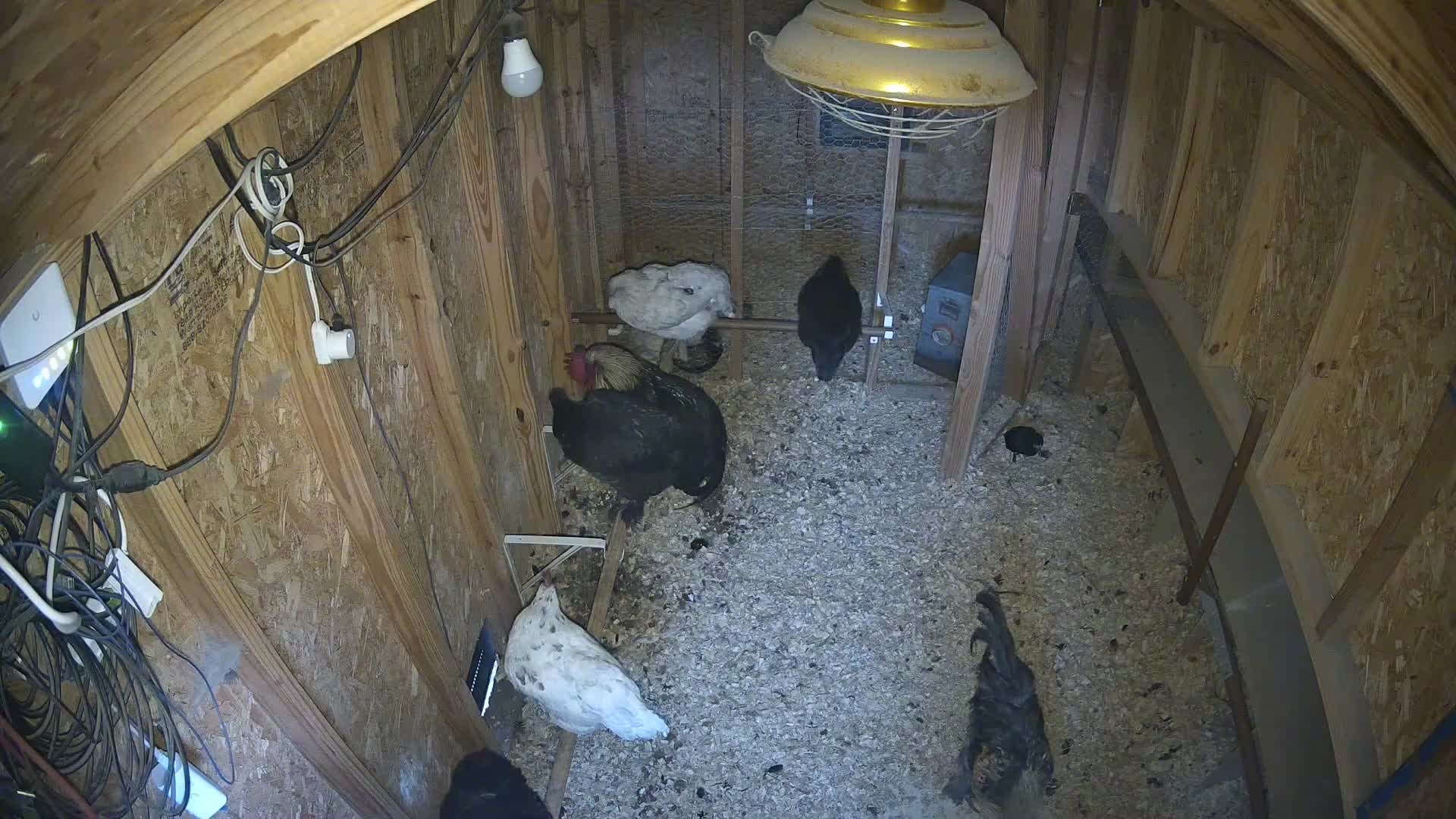Chickens on roost and coop floor