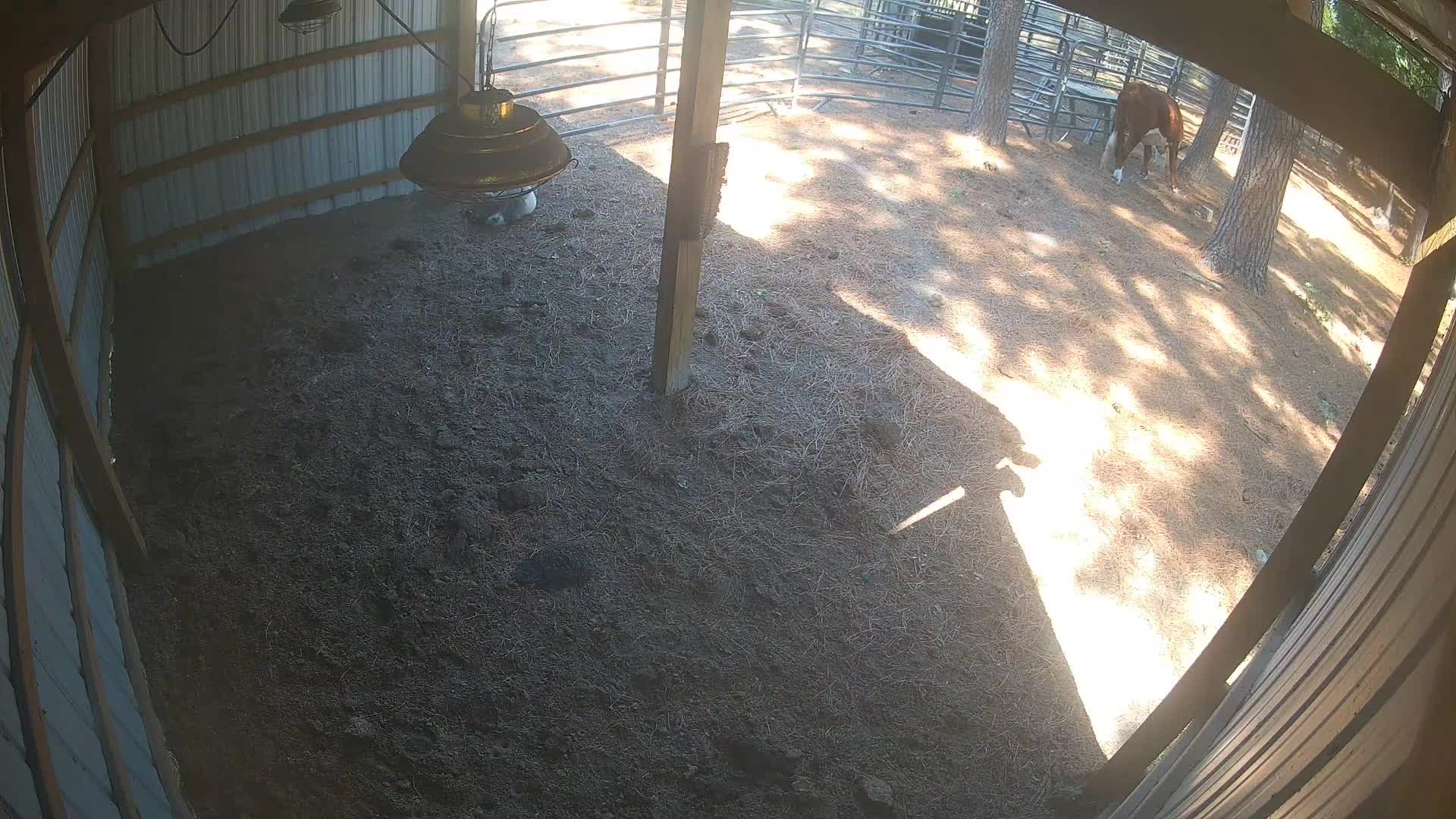 Brown cow in the open barn
