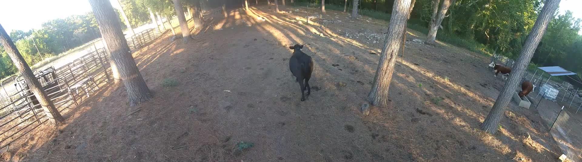 Black cow walks the evening pasture