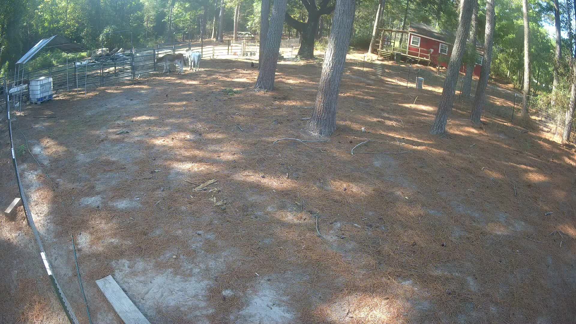 Donkeys stand together by pines