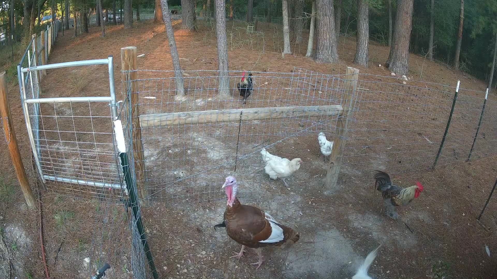 Turkey and chickens inside the fence