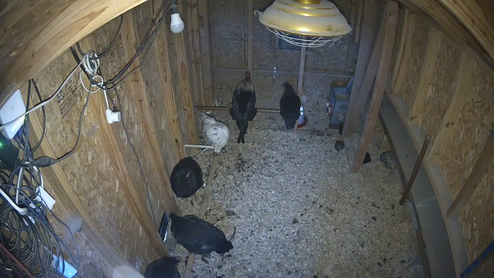 Several chickens in the coop