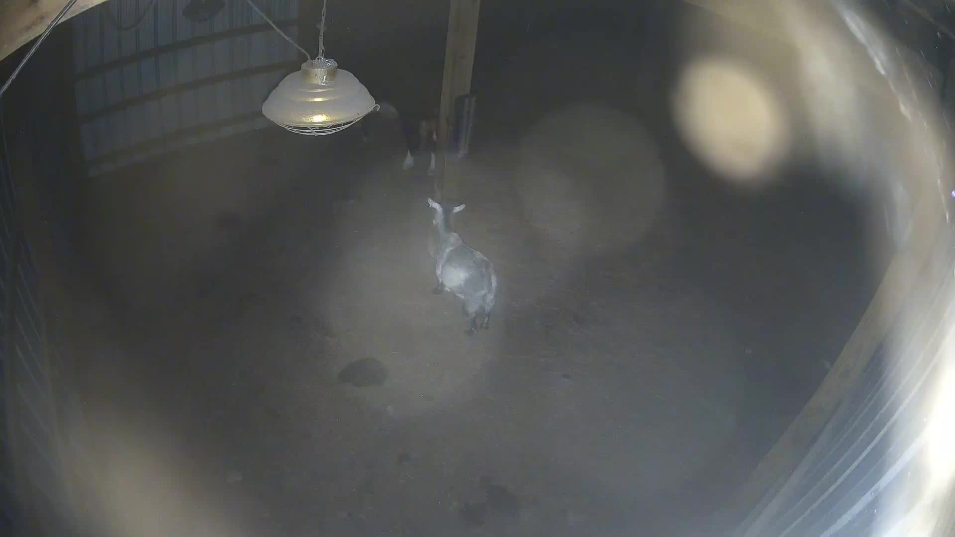 Goat in center of barn